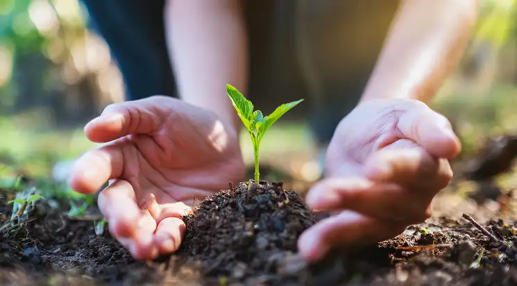 Tree plantation and environmental preservation initiatives